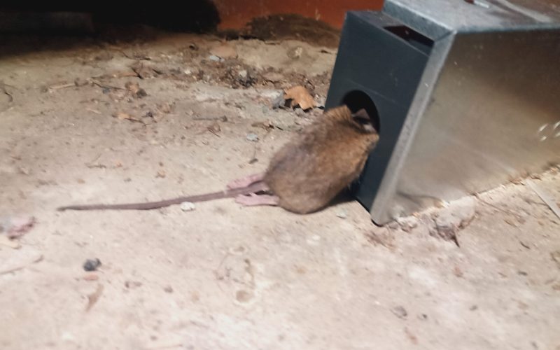 Hiiri syöttiasemassa ryömintätilassa. Tampest Oy:n jyrsijätorjunta Tampereella, Nokialla ja muualla Pirkanmaalla.